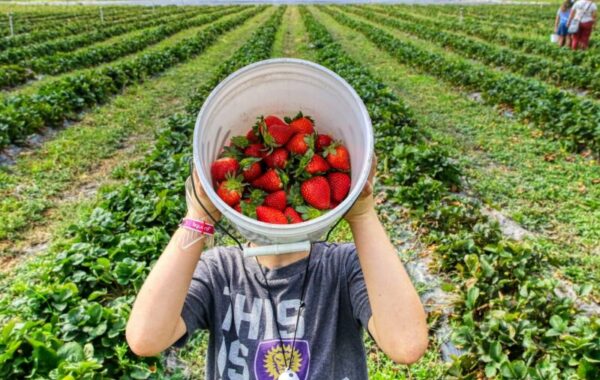 Le job de ferme en PVT Australie : tout savoir sur les 88 jours pour la 2e année