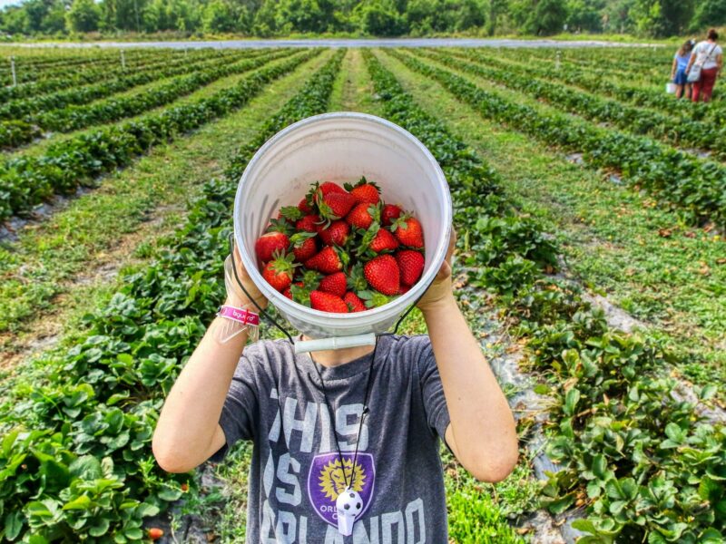Le job de ferme en PVT Australie : tout savoir sur les 88 jours pour la 2e année